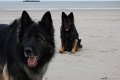Xerus en Zaza op Vlieland (20)